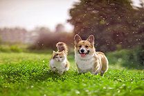 Two Corgis are running towards the camera on a grassy field with trees and a cityscape in the background.